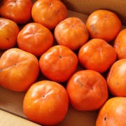 次郎柿（じろうがき）1kg（特別栽培）【出荷時期：10月中旬より順次出荷 / 販売時期：10月下旬頃まで】