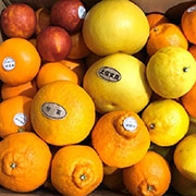 旬の柑橘詰め合わせ訳あり5kg（他商品との同時購入不可）【出荷時期：12月上旬より順次出荷/販売時期：4月30日まで】