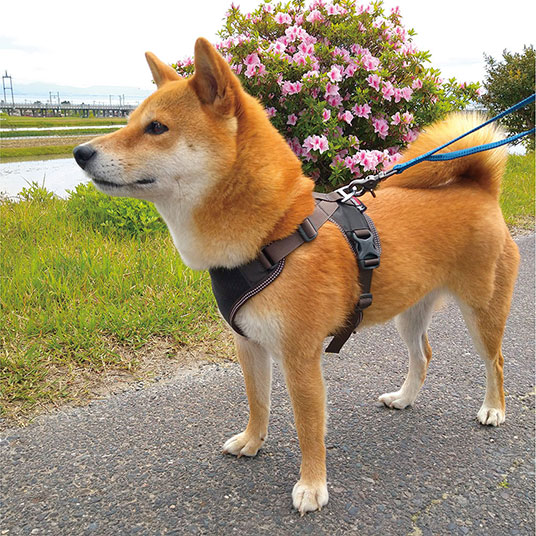 写真はMサイズです