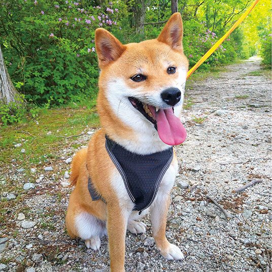 写真はMサイズです