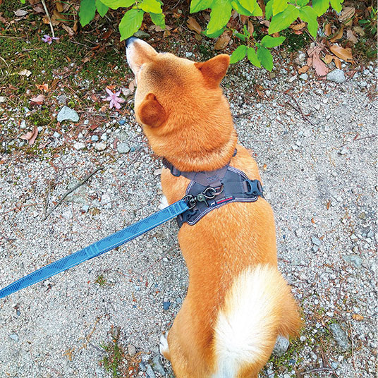 写真はMサイズです