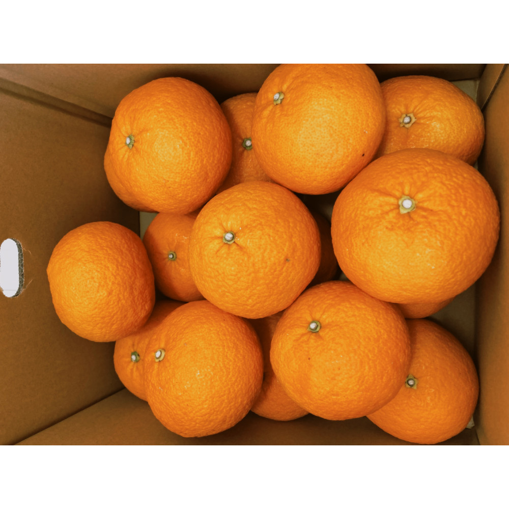 じっくり熟成】紅甘夏 4kg（約10玉）※他商品との同時購入不可【出荷