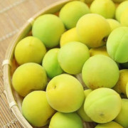 有機栽培 青梅 5kg【出荷時期：6月5日より順次発送 / 販売時期：6月15日まで】