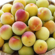 有機栽培 熟梅 5kg【出荷時期：6月15日より順次発送 / 販売時期：6月30日まで】