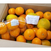 おまかせ柑橘詰め合わせ 4kg【出荷時期：1月上旬頃より順次出荷】【販売時期：2月下旬頃まで】