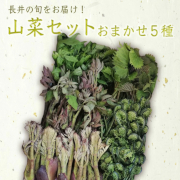 山形の山菜おまかせ5種セット（700ｇ以上）【出荷時期：4月下旬より / 販売時期：5月10日まで】