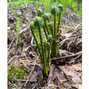 天然こごみ【出荷時期：4月下旬より / 販売時期：5月10日まで】