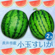小玉すいか（長井市産）Lサイズ2個【出荷時期：7月中旬より / 販売時期：8月10日まで】