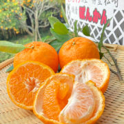 栄久ぽんかんM玉　秀品5kg（他品番との同時注文不可）【出荷時期：1月下旬より 順次/ 販売期間：2月末頃まで】