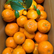 栄久ぽんかん　家庭用5kg（他品番との同時注文不可）【出荷時期：1月下旬より順次 / 販売期間：2月末頃まで】