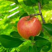 山形県朝日町産　りんごの始まり早生品種「つがる」贈答用5キロ【出荷時期:9月上旬より】【他品番との同時購入不可】