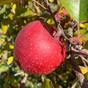 スマートフレッシュ貯蔵　サンフジ　５ｋｇ（１３玉から２０玉）