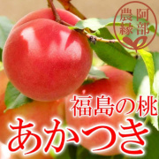 福島の完熟もも　あかつき3kgギフト用（他品番との同時注文不可）【出荷時期：7月下旬より / 販売期間：7月末頃まで】
