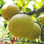【豊水梨】福島・須賀川産｜完熟直送 甘み引き立つ豊潤ジューシー 5kg【出荷時期：9月中旬より順次】