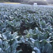 『朝採り』葉っぱ、茎も食べられるブロッコリー