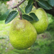 農薬節減!! [特秀]こだわりラフランス 2kg 6〜7玉 ギフトにも　