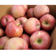 【訳あり】りんご 早生ふじ5kg（他品番との同時注文不可）【出荷時期：9月中旬より 順次】
