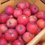 【訳あり品】サンふじ５ｋｇ