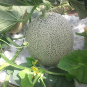鰺ヶ沢産 特秀品 タカミメロン1玉(約2kg)【出荷時期：7月下旬より / 販売期間：8月20日まで】