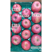 【訳あり】糖度１３度以上　サンふじ家庭用５ｋｇ（他品番との同時注文不可）【出荷時期：11月中旬より順次】