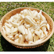 吹上浜の浜らっきょう 5kg【出荷時期：5月上旬より / 販売期間：4月30日まで】