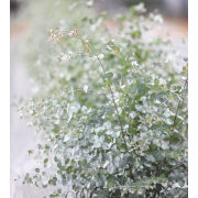 にこにこユーカリ・50㎝～60㎝　8本【受注日から約7日ほどで発送】