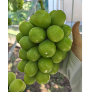 フレッシュな甘さが魅力の「シャインマスカット」２房【出荷時期：8月上旬より順次 / 販売期間：7月下旬まで】