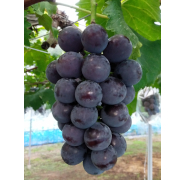 ぶどうの王様「巨峰」２房【出荷時期：8月上旬より / 販売期間：7月下旬まで】