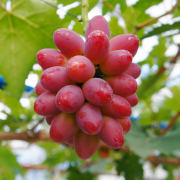 神様が集まる国の紅いぶどう「神紅」２房【出荷時期：8月上旬より / 販売時期：7月下旬まで】