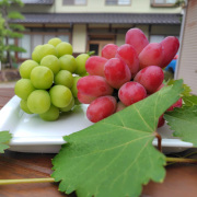 神紅＆シャインマスカット【出荷時期：8月上旬より / 販売時期：7月下旬まで】