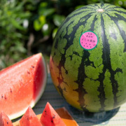 鳥取県北栄町産大玉西瓜３L1玉【出荷時期：6月上旬より / 販売期間：7月15日まで】