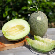 鳥取県北栄町産ペルルメロン【出荷時期：6月下旬より / 販売時期：7月15日まで】