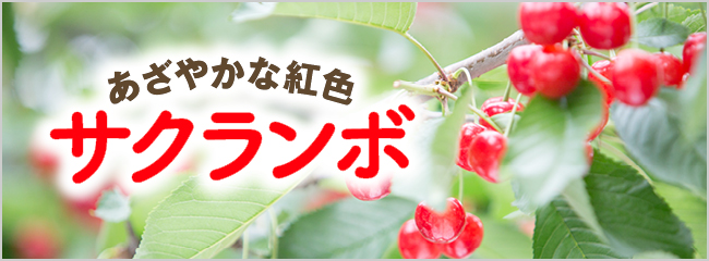 【フレンドマーケット】サクランボ