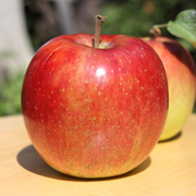 長野県飯綱町産 りんご「つがる」3kg箱（他商品との同時購入不可）【販売期間9月15日まで】