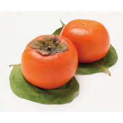 柿農家「柿壺」富有柿 5kg（L～3Lサイズ、16～21玉）【出荷時期：11月中旬より / 販売期間：12月初旬まで】