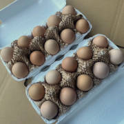 土佐ジローの卵　20個
