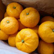 香り豊かな柚子1kg【出荷時期：11月中旬より / 販売時期：12月31日まで】